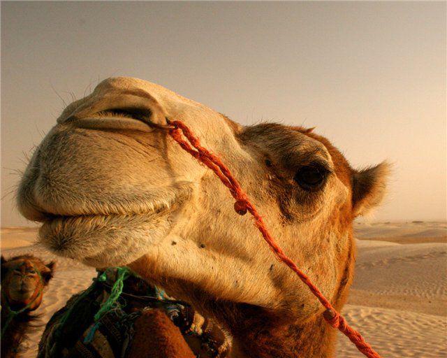 Верблюжья шерсть - один из самых теплых наполнителей для одеял и подушек.